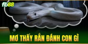 mo thay ran danh con gi